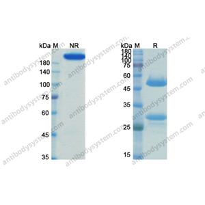 非苏木单抗，Fresolimumab，anti-TGFB antibody 抗体