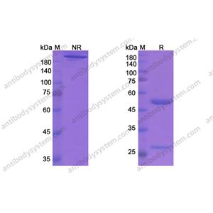 阿度努单抗，Aducanumab，anti-Amyloid beta antibody 抗体