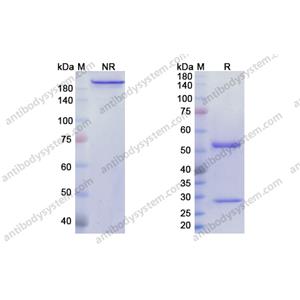 莫那利珠單抗，Monalizumab，anti-CD159a antibody 抗體