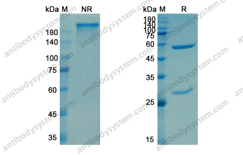 依诺妥珠单抗,Research Grade Enoblituzumab(DHJ04001)