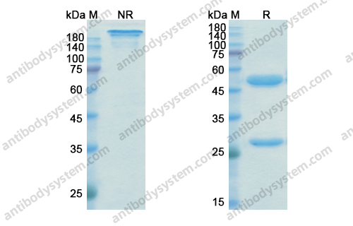 蘭妥莫單抗,Research Grade Blinatumomab(DHD10804)