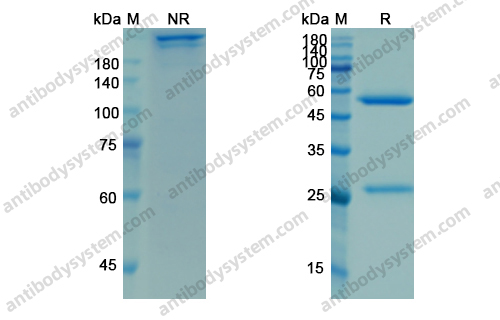 伊巴组单抗,Research Grade Ibalizumab(DHB95901)