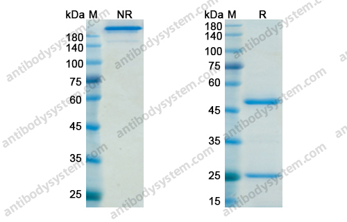 达西组单抗,Research Grade Dacetuzumab(DHD68908)