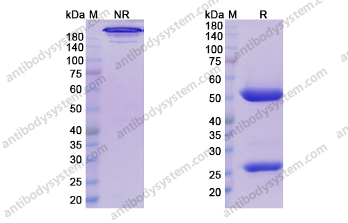 莫洛利单抗,Research Grade Magrolimab(DHG17601)