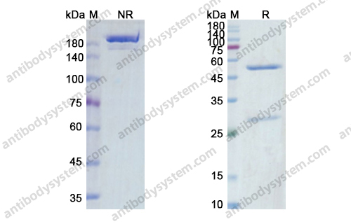 Tusamitamab,Research Grade Tusamitamab(DHC21006)