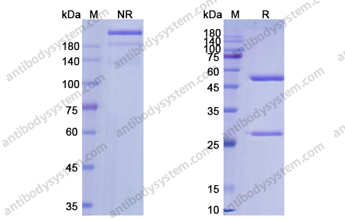 拉贝珠单抗,Research Grade Labetuzumab(DHC21001)