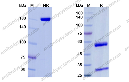 厄瑞努单抗,Research Grade Erenumab(DHH31001)