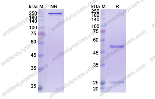 洛伐妥珠单抗,Research Grade Rovalpituzumab(DHK06401)