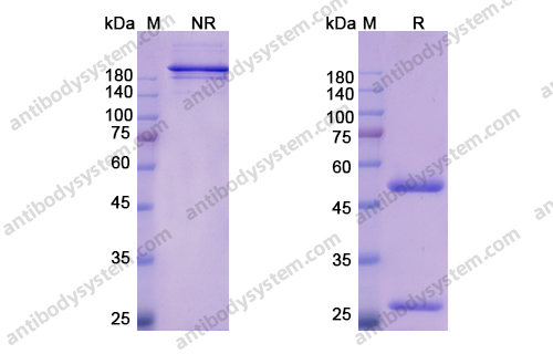 贝马里妥珠单抗,Research Grade Bemarituzumab(DHD47901)