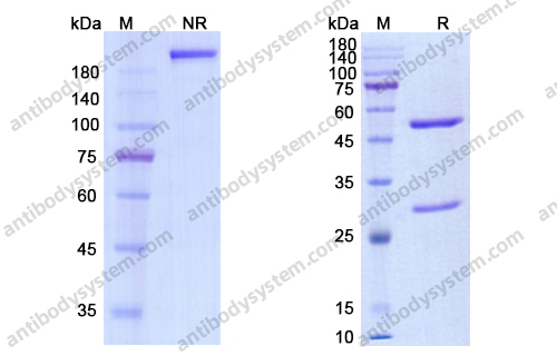 考曲妥珠单抗,Research Grade Codrituzumab(DHE84601)