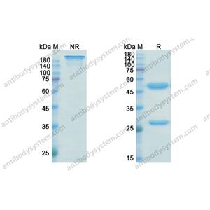 蘭妥莫單抗，Blinatumomab，anti-CD3xCD19 antibody 抗體