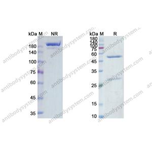 Cusatuzumab,Research Grade Cusatuzumab(DHE01901)