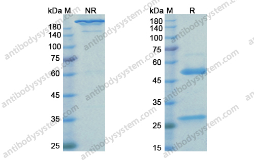 曲妥珠单抗,Research Grade Trastuzumab(DHC09601)