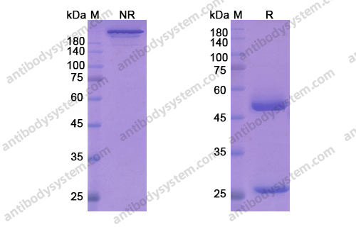 司库奴单抗,Research Grade Secukinumab(DHH28802)