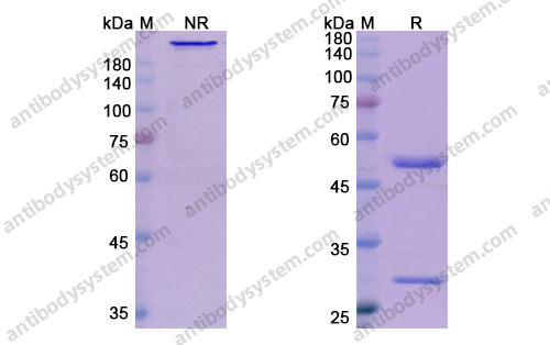 卡那奴單抗,Research Grade Canakinumab(DHB95601)