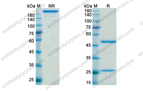 艾托奇单抗,Research Grade Etokimab(DHB74001)