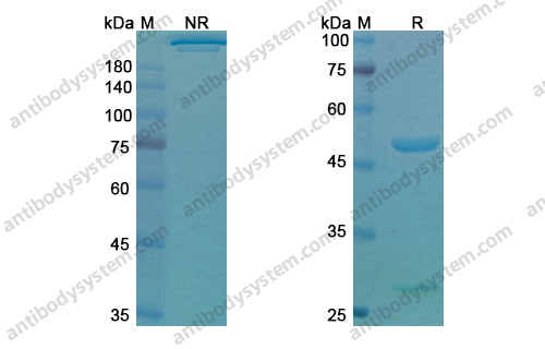 度匹鲁单抗,Research Grade Dupilumab(DHD62601)