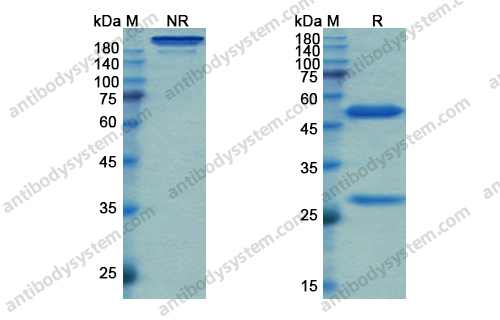 阿麦妥单抗,Research Grade Amatuximab(DHG52002)