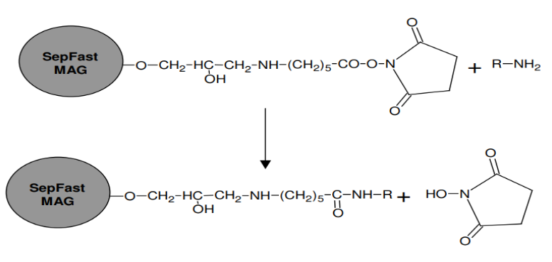 NHS活化磁性瓊脂糖介質(zhì)4HF,NHS-activated SepFast MAG 4HF