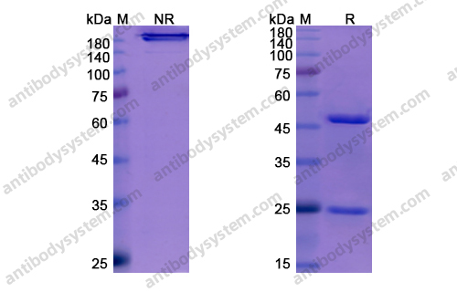 恩弗妥单抗,Research Grade Enfortumab(DHJ41001)