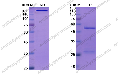 纳武单抗,Research Grade Nivolumab(DHH02209)