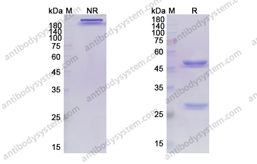 阿特利珠单抗,Research Grade Atezolizumab(DHJ70101)