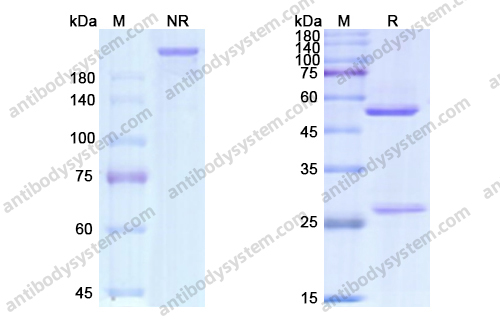 吉妥珠單抗,Research Grade Gemtuzumab(DHD37501)