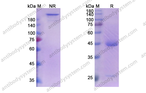 Sabatolimab,Research Grade Sabatolimab(DHJ28402)