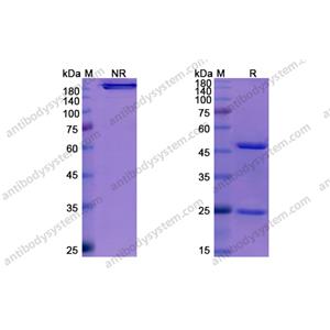 恩弗妥单抗,Research Grade Enfortumab(DHJ41001)