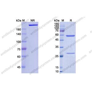 替雷利珠单抗，Tislelizumab，anti-PD-1 antibody 抗体