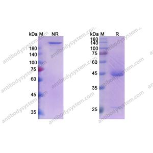 Sabatolimab,Research Grade Sabatolimab(DHJ28402)