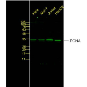 Anti-PCNA-增殖细胞核抗原抗体,RabbitAnti-PCNA antibody