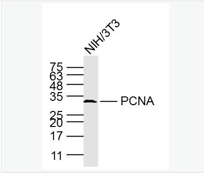 增殖細(xì)胞核抗原（內(nèi)參）單克隆抗體,PCNA(Nuclear Loading Control)