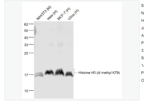 Anti-Histone H3-甲基化组蛋白H3(Tri methyl K79)单克隆抗体,Histone H3 (tri methyl K79)