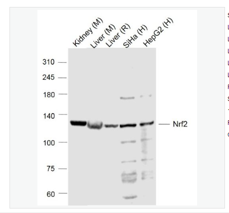 Anti-Nrf2 antibody -核因子2相关因子2抗体,Nrf2