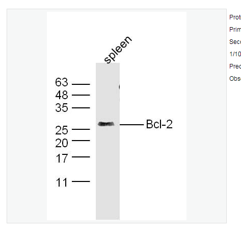 Anti-Bcl-2 antibody-Bcl-2抗体,Bcl-2