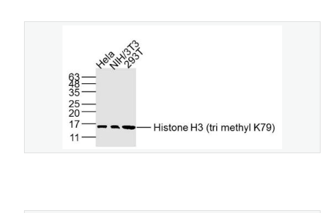 Anti-Histone H3-甲基化组蛋白H3(Tri methyl K79) 单克隆抗体,Histone H3 (tri methyl K79)