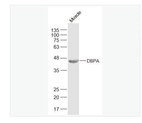 Anti-DBPA antibody-冷休克蛋白DBPA抗体,DBPA
