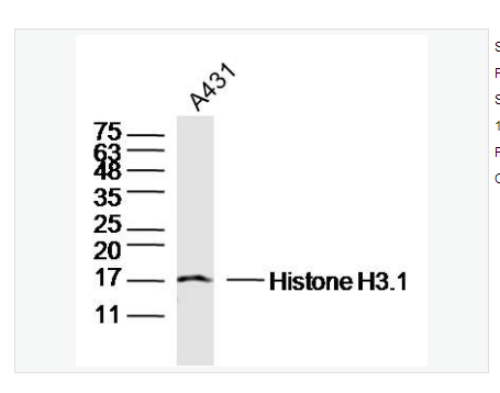 Anti-Histone H3.1 antibody -组蛋白H3.1抗体,Histone H3.1