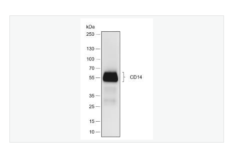 Anti-CD14 antibody -CD14重组兔单克隆抗体,CD14