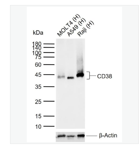 Anti-CD38 antibody-CD38重组兔单克隆抗体,CD38