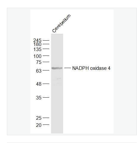 Anti-NADPH oxidase 4 antibody-NADPH氧化酶4抗体,NADPH oxidase 4