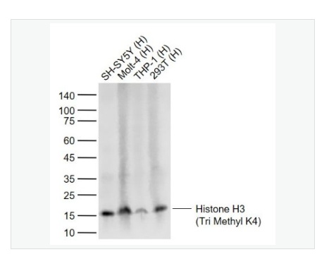 Anti-Histone H3-三甲基化组蛋白H3抗体,Histone H3 (Tri Methyl K4)