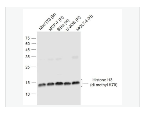 Anti-Histone H3 -甲基化组蛋白H3(di methyl K79)单克隆抗体,Histone H3(di methyl K79)