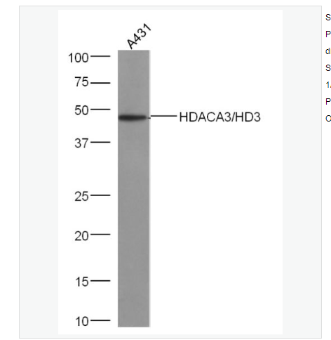 Anti-HDAC3 antibody -组蛋白去乙酰化酶3抗体,HDAC3