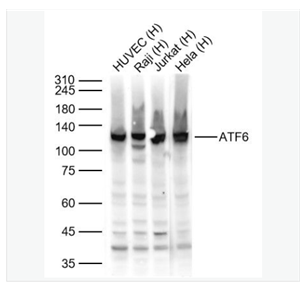 ATF6 antibody-活化转录因子6抗体