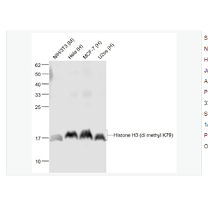 Anti-Histone H3-甲基化组蛋白H3(Tri methyl K79)单克隆抗体