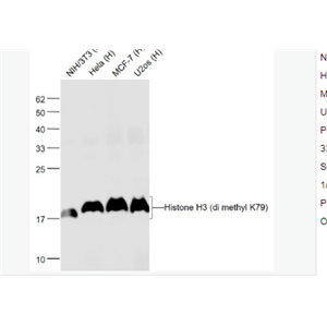 Anti-Histone H3-甲基化组蛋白H3(di methyl K79)单克隆抗体