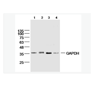 Anti-GAPDH-Loading-3-磷酸甘油醛脱氢酶（内参）单克隆抗体