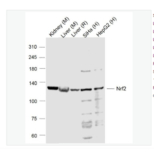 Anti-Nrf2 antibody -核因子2相关因子2抗体